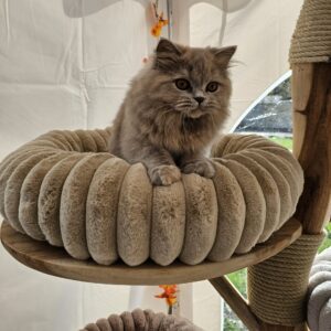 jumbo donut bed