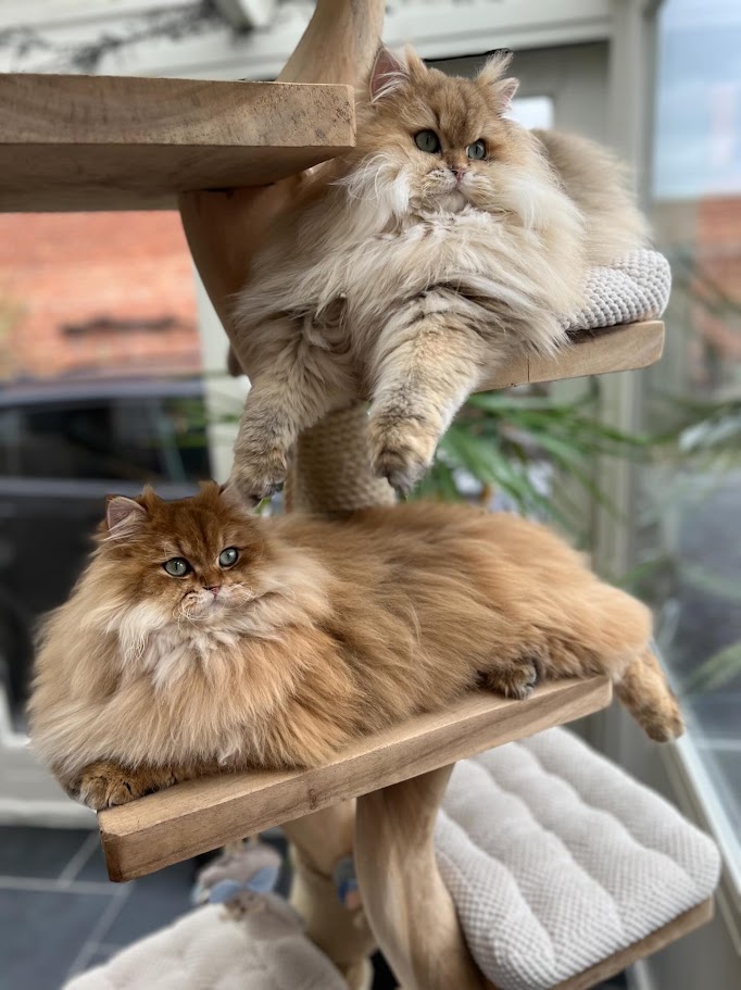 Pourquoi le bois de suar n&rsquo;est peut-être pas le meilleur choix pour les poteaux d&rsquo;extérieur pour chats.