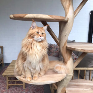 teak jumbo paal
