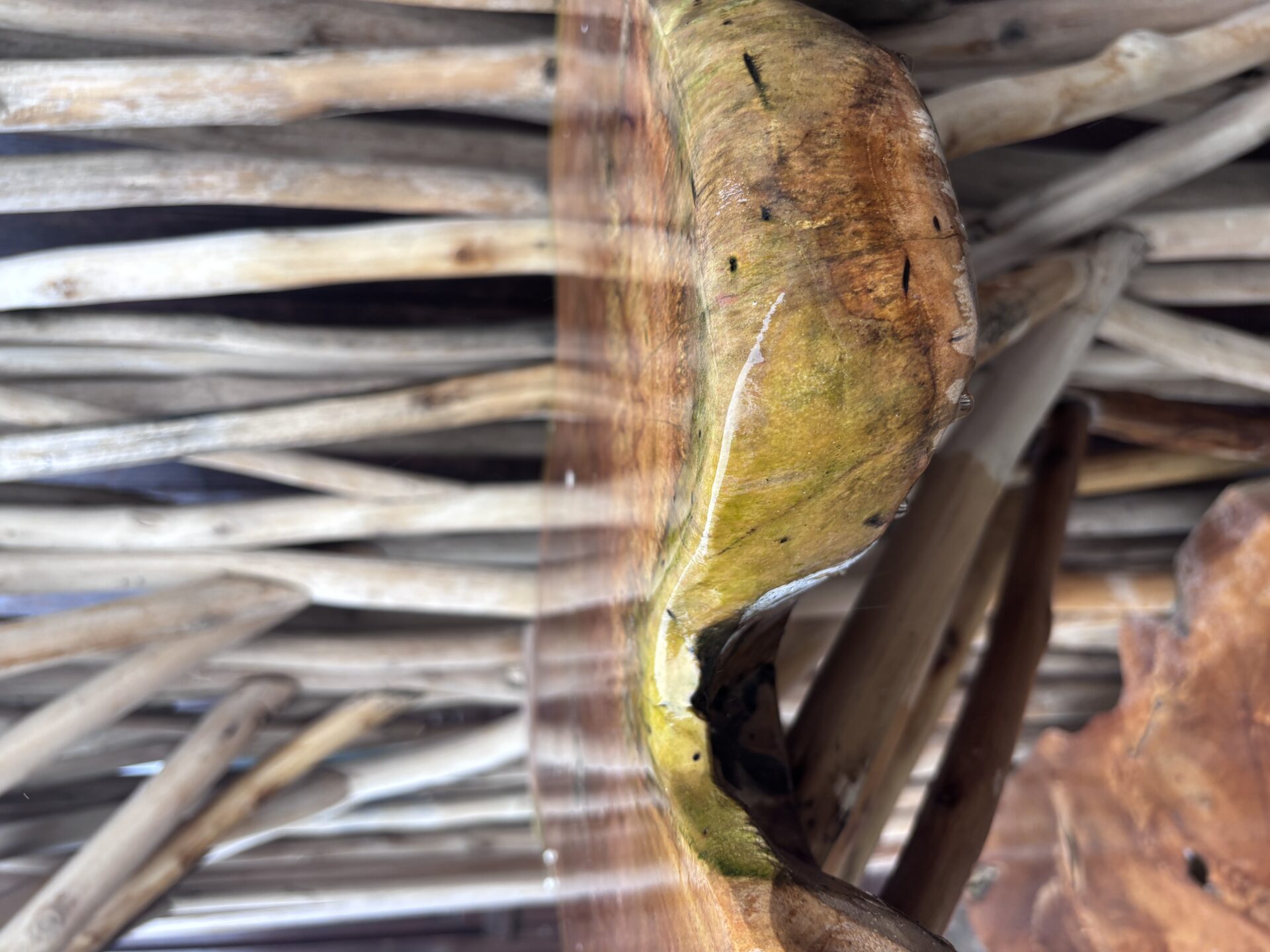 algen op hout